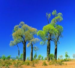 Touren ab Darwin - 10 Tage Savannah Way Ost